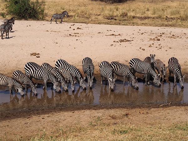kenya tanzania budget safari