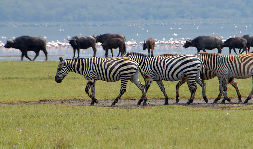 Nakuru, Masai Mara